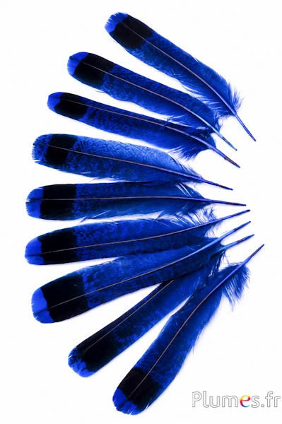 Haselhuhn - 11-13 cm - blau-schwarz
